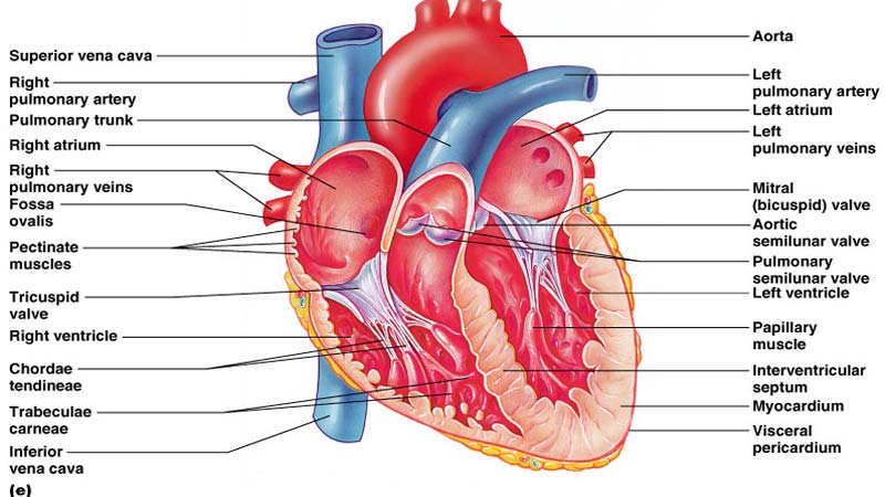 Cardiovascular 